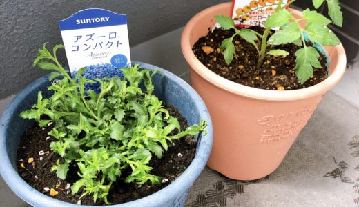 植物を育ててみる